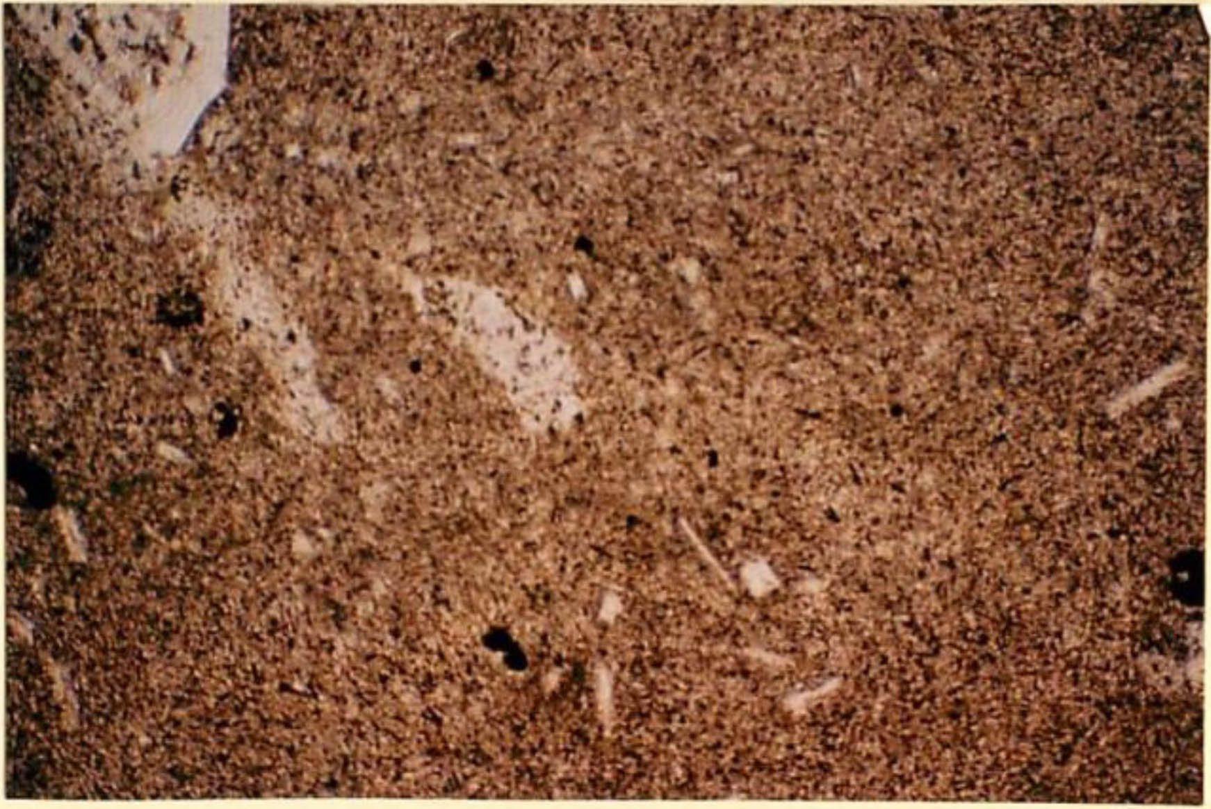 thin section image 2