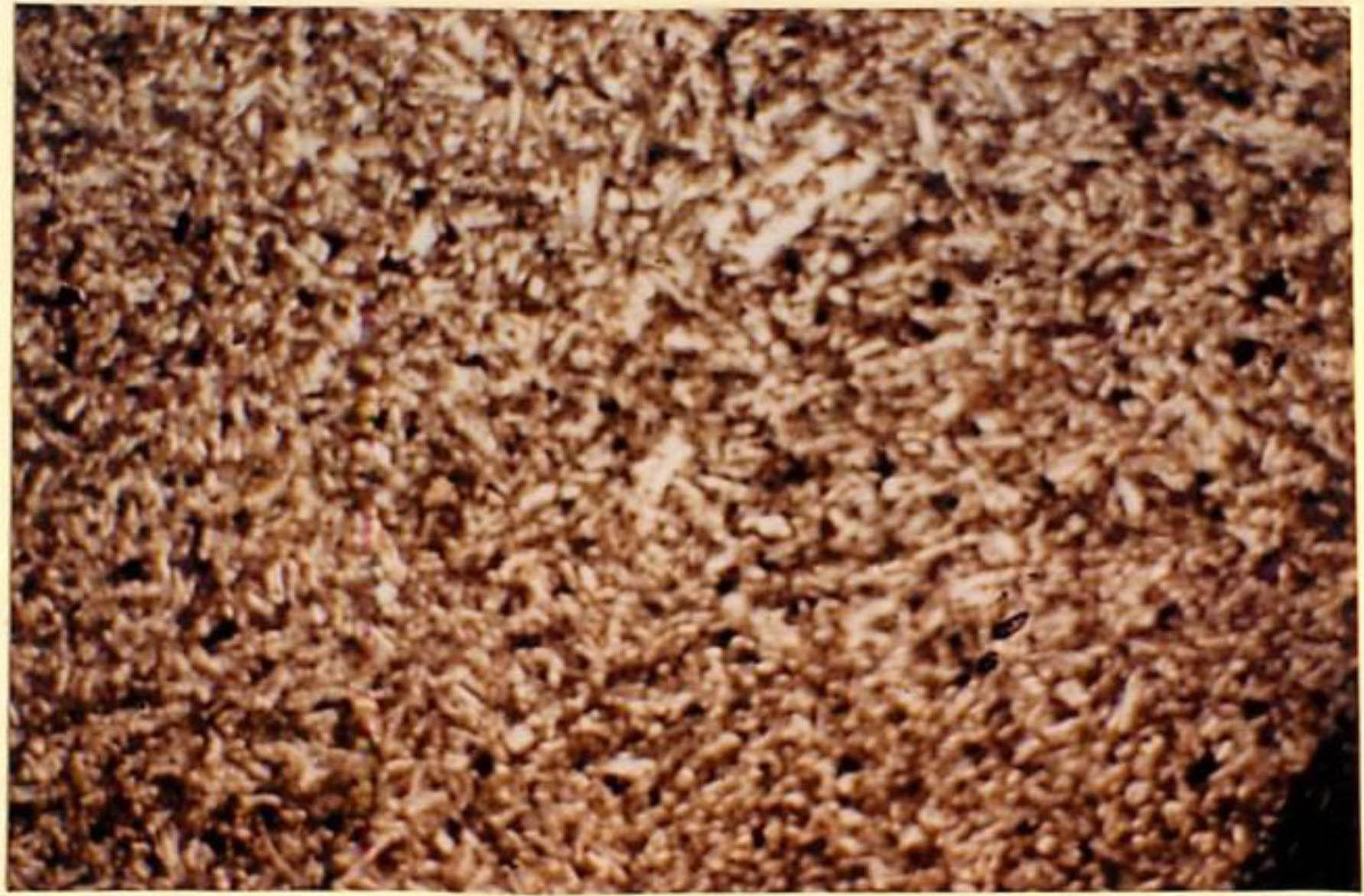 thin section image 2