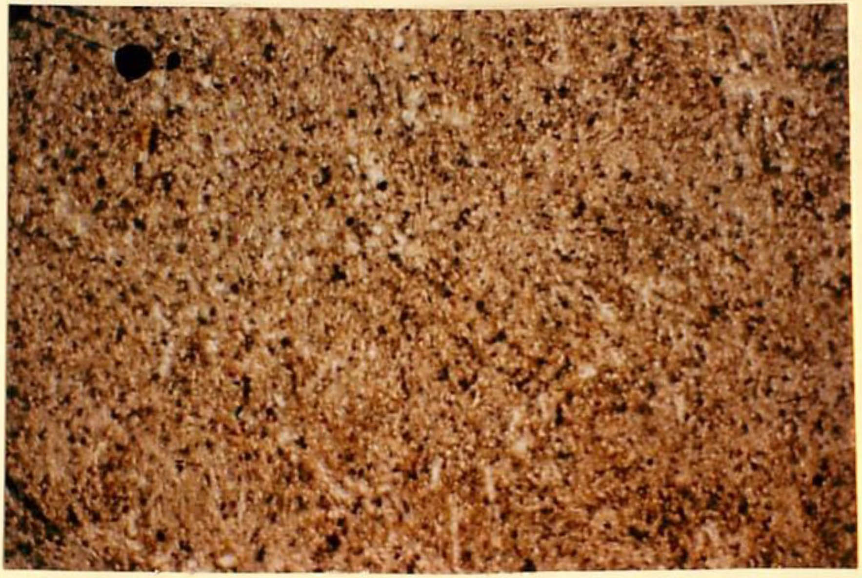 thin section image 2