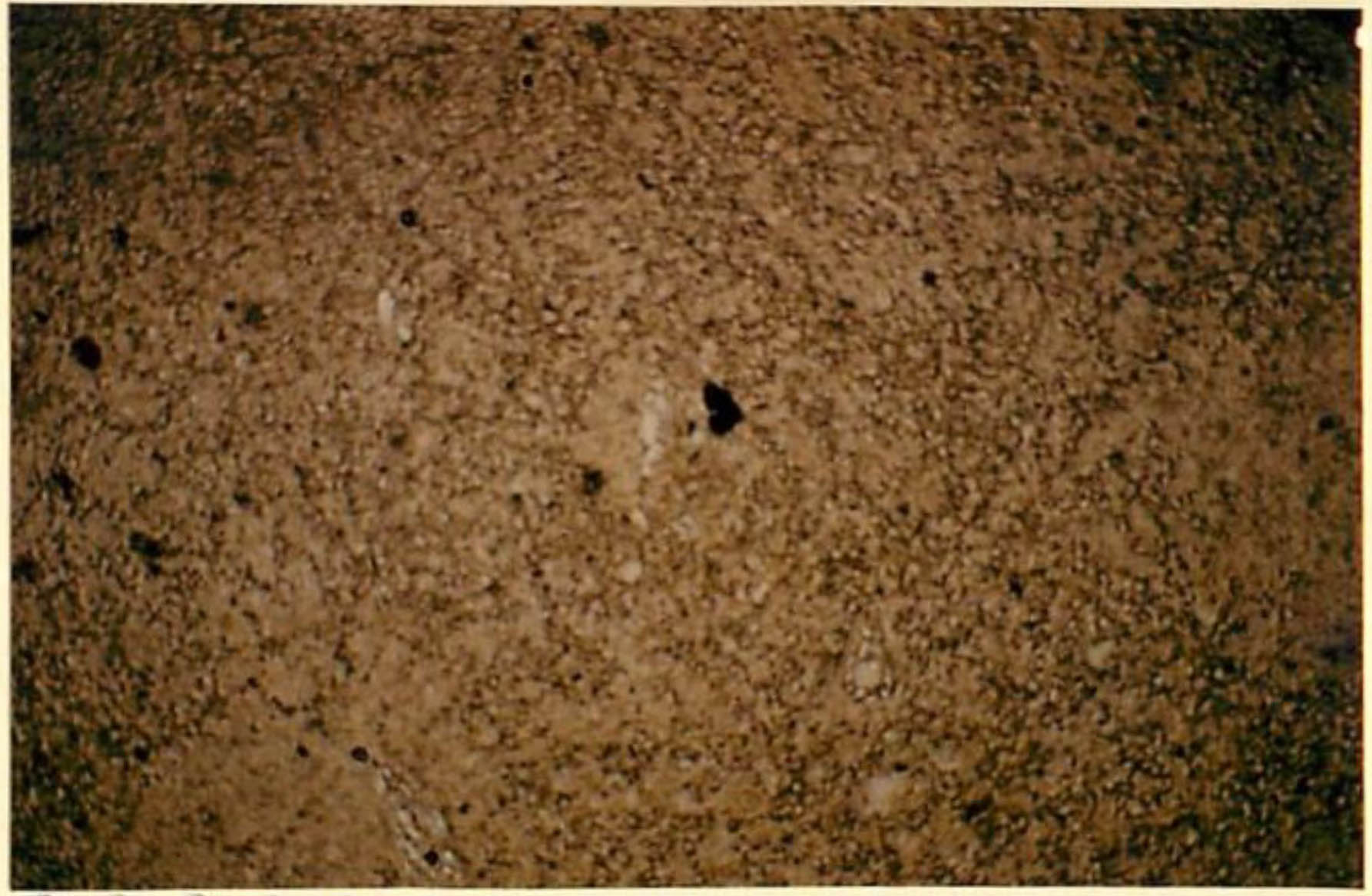 thin section image 2