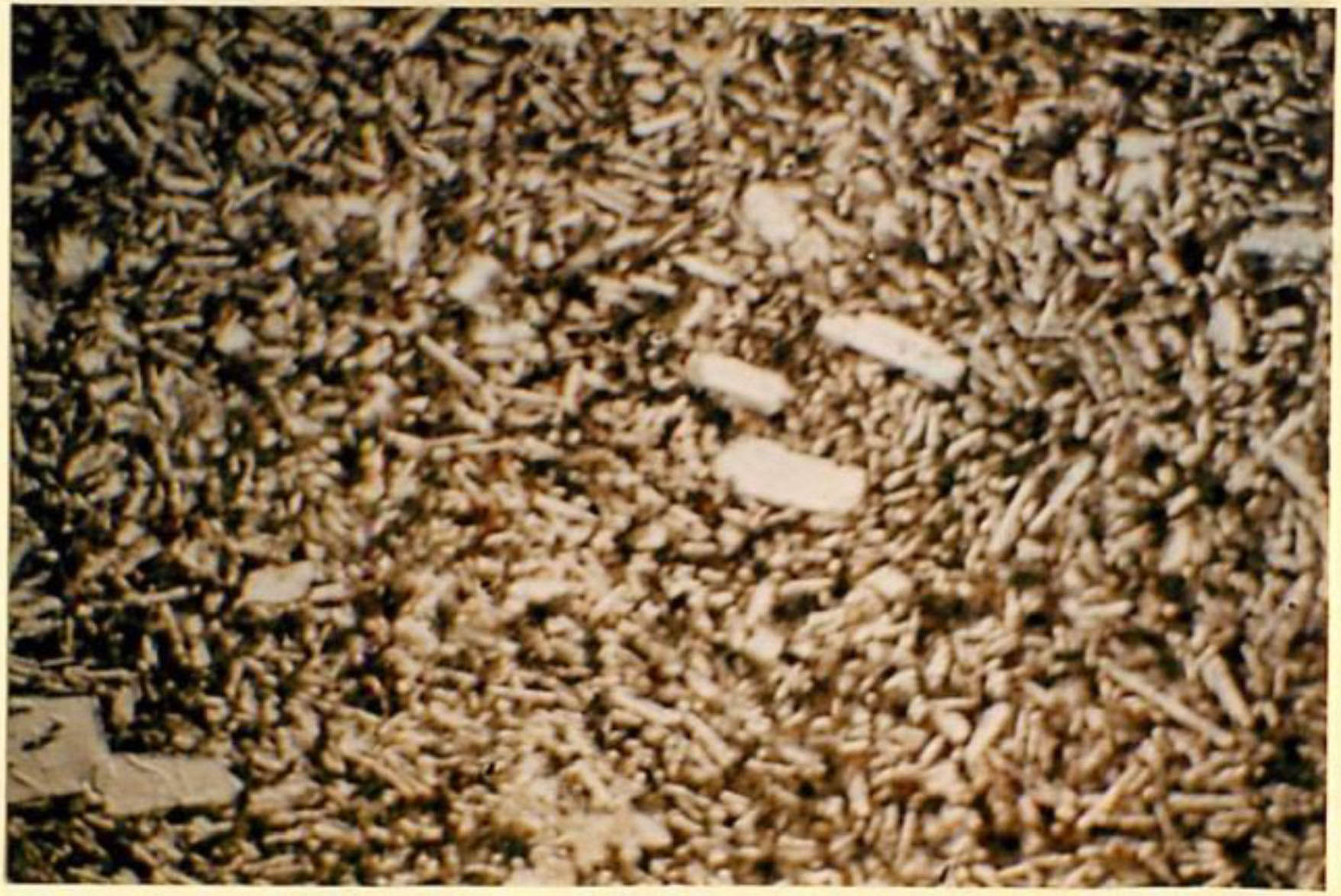 thin section image 2